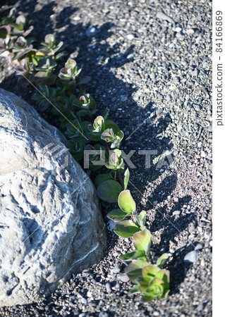 Leaves of the beach plant, Vitex rotundifolia 84166869