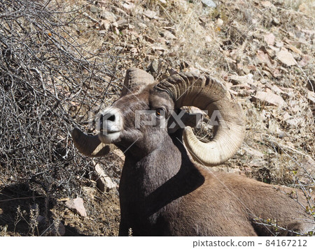 Male bighorn sheep sitting and relaxing on the slope Male bighorn sheep sitting and relaxing on the slope 84167212