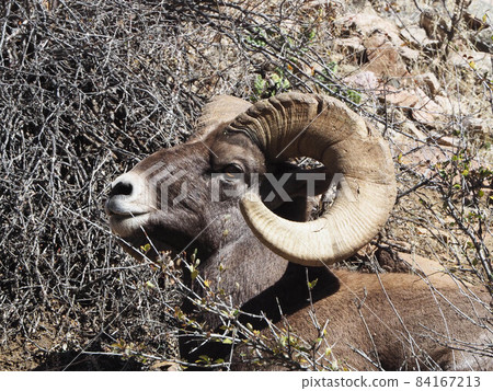 Male Otsuno sheep sitting and relaxing on the slope Male Otsuno sheep sitting and relaxing on the slope 84167213