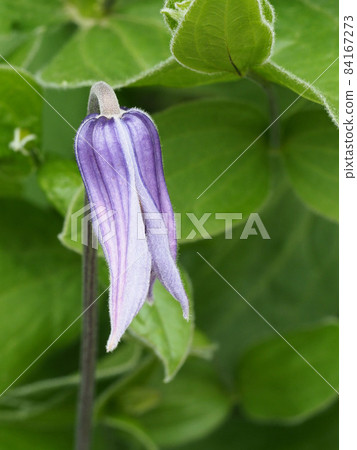 Pretty purple mongolian clematis 84167273