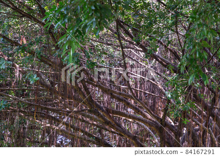 Detail of sunlight passing through Aerial roots The great Banyan tree. Detail of sunlight passing through Aerial roots The great Banyan tree. 84167291