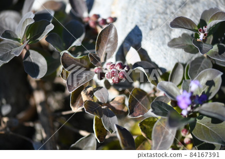 The fruit of the beach plant, Vitex rotundifolia The fruit of the beach plant, Vitex rotundifolia 84167391