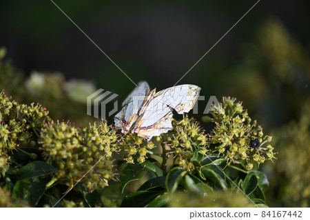 普通mapwing（石崖蝶） 84167442