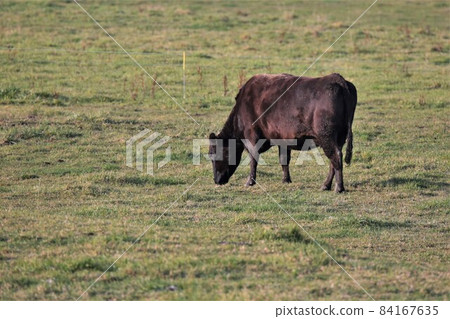 Ranch scenery, Japanese beef Ranch scenery, Japanese beef 84167635