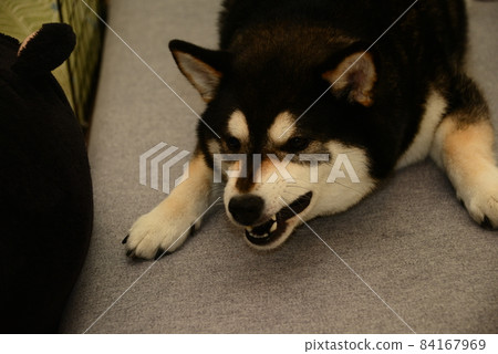 Angry shiba inu - Stock Photo [84167969] - PIXTA