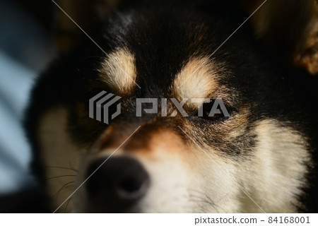 柴犬的真面目 84168001