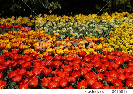 Amsterdam Keukenhof Tulips and Narcissus Amsterdam Keukenhof Tulips and Narcissus 84168151
