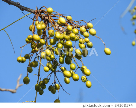 Deciduous tree "Sendan" fruit 84168174
