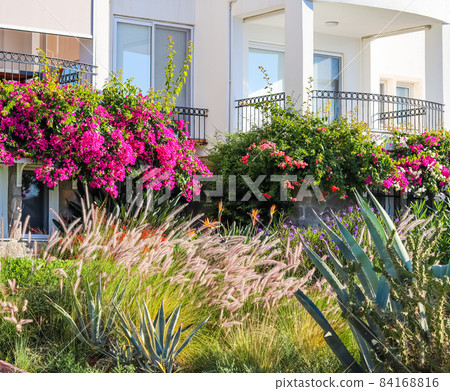 Tropical vegetation, Mediterranean plants in the summer house garden in Bodrum Turkey. Beautiful pink bougainvillea flowers Tropical vegetation, Mediterranean plants in the summer house garden in Bodrum Turkey. Beautiful pink bougainvillea flowers 84168816