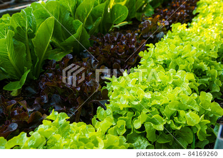 Beautiful organic Butterhead ,Mini Cos, green and red oak lettuce or Salad vegetable garden on the soil growing,Harvesting Agricultural Farming. Beautiful organic Butterhead ,Mini Cos, green and red oak lettuce or Salad vegetable garden on the soil growing,Harvesting Agricultural Farming. 84169260