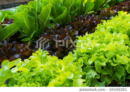 Beautiful organic Butterhead ,Mini Cos, green and red oak lettuce or Salad vegetable garden on the soil growing,Harvesting Agricultural Farming. 84169261