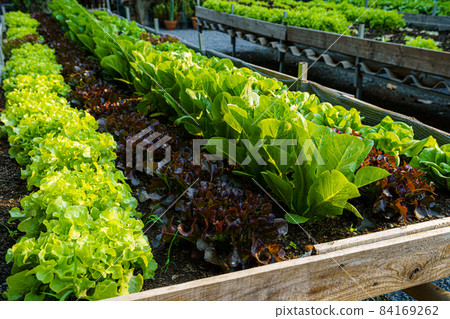 Beautiful organic Butterhead ,Mini Cos, green and red oak lettuce or Salad vegetable garden on the soil growing,Harvesting Agricultural Farming. 84169262