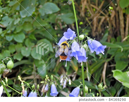 Bombus ignitus ♂（秋田市）我來到了鶴金胡蘿蔔的花。 84169298
