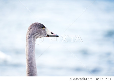 幼天鵝“野鳥” 幼天鵝“野鳥” 84169384
