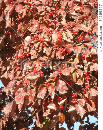 Dogwood fruits and leaves colored bright red 84169397