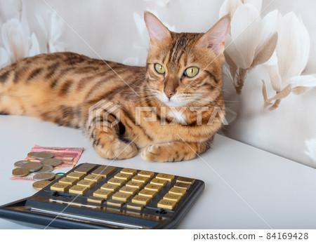 Domestic cat on the table with money and calculator calculates the costs of payments 84169428