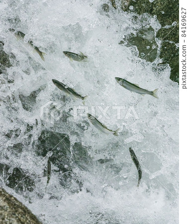 A flock of young ayu that jumps and loses to the torrent A flock of young ayu that jumps and loses to the torrent 84169627