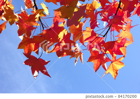 原本已經變紅的樹葉變紅了,與蔚藍的天空形成鮮明的對比。秋天的天空被深深地染上了,秋風吹拂著我的臉頰。 原本已經變紅的樹葉變紅了,與蔚藍的天空形成鮮明的對比。秋天的天空被深深地染上了,秋風吹拂著我的臉頰。 84170200