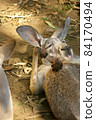 Kangaroo taking a nap (Zoorasia) 84170494