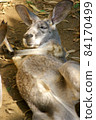 Rumble Kangaroo (Zoorasia) 84170499
