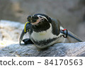 Humboldt penguins resting on rocks (Zoorasia) 84170563