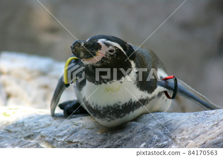 Humboldt penguins resting on rocks (Zoorasia) Humboldt penguins resting on rocks (Zoorasia) 84170563