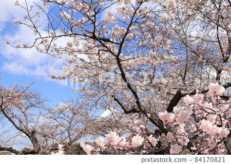 Blooming sakura trees in Koishikawa Korakuen garden, Okayama, Japan Blooming sakura trees in Koishikawa Korakuen garden, Okayama, Japan 84170821
