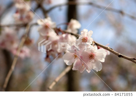 Cherry Blossoms Yoshino cherry tree Cherry Blossoms Yoshino cherry tree 84171055