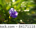 花壇 84171118