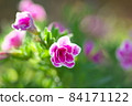 花壇 84171122