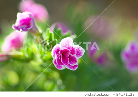 Flower bed Flower bed 84171122