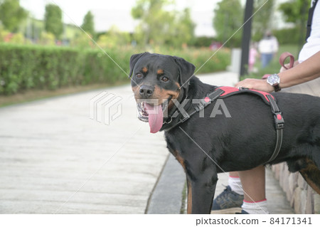 Dog with pet owner at the park 84171341