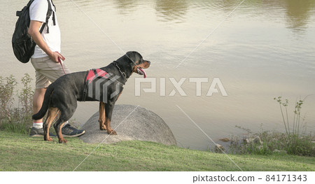 Man and his pet dog by the lake Man and his pet dog by the lake 84171343