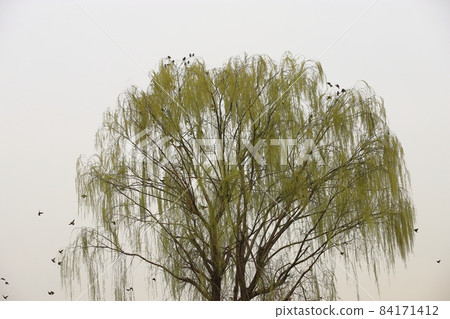 Tree where starlings rest 84171412