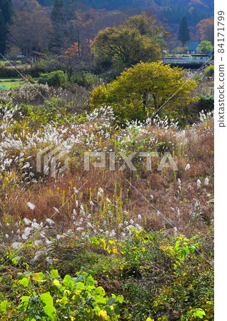 Early autumn meadow 《Doshimura》 84171799