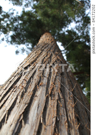 Asunaro _ Hokkaido Asunaro _ Hokkaido 84172202