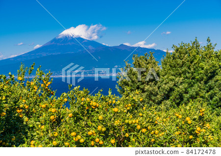 (靜岡縣)伊豆西浦禦寒,背後是富士山 (靜岡縣)伊豆西浦禦寒,背後是富士山 84172478