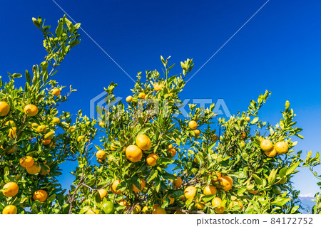 （靜岡縣）伊豆西浦美官 84172752