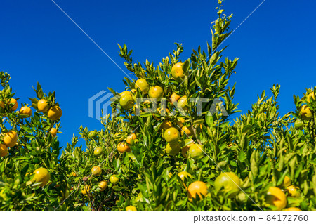 （靜岡縣）伊豆西浦美官 84172760