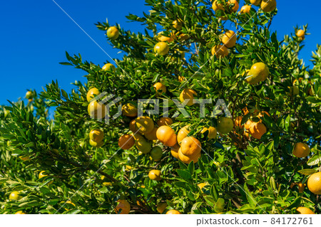 （靜岡縣）伊豆西浦美官 84172761