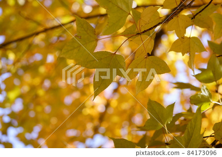 Autumn leaves of Taiwanfu Autumn leaves of Taiwanfu 84173096