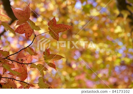 Looking up at the autumn leaves of Taiwanfu 84173102