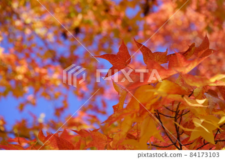 Looking up at the autumn leaves of Taiwanfu 84173103