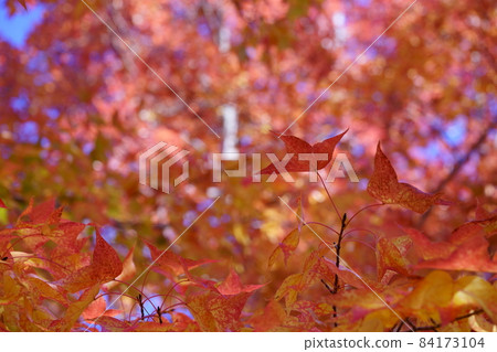 Looking up at the autumnal forest of Taiwanfu 84173104
