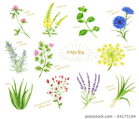 Watercolor illustration herb set 84173184