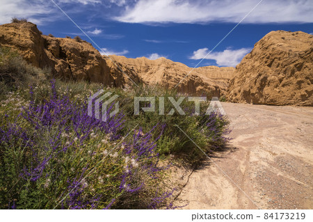 Deserted area with blooming flowers in the canyon Deserted area with blooming flowers in the canyon 84173219