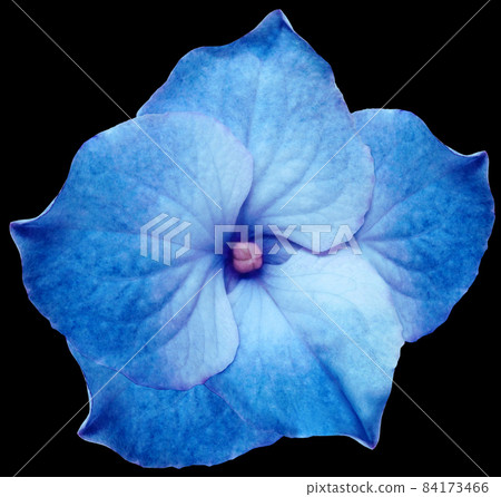 blue hydrangea flower isolated on black background. Close-up. For design. Nature. blue hydrangea flower isolated on black background. Close-up. For design. Nature. 84173466