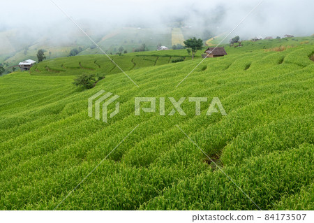 Beautiful view scenery of cottage and rice terraces at Baan Pa Bong Piang,Chiang Mai province,Thailand 84173507