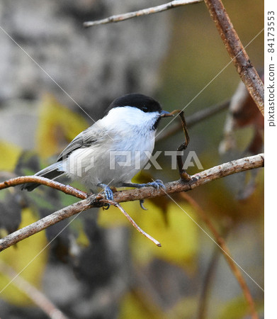 柳山雀野尻高原大學村野鳥 84173553