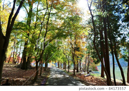 A wonderful maple landscape that adds color to the walking path 84173557
